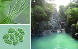 サラヴィオ化粧品発見の新種の温泉藻類