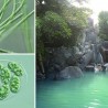 “温泉藻類”研究のサラヴィオ化粧品、「東久邇宮国際文化褒賞」受賞