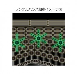 資生堂_ランゲルハンス細胞イメージ図