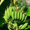 穀物フリーの食生活でバナナ粉が次ぎのブームに？