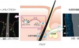【4】日本メナード化粧品、色素幹細胞から肌のメラノサイト発生など解明（上）