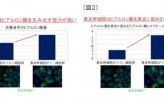 【5】資生堂、ヒアルロン酸を生み出す表皮幹細胞技術にメド（中）