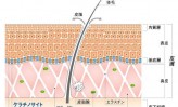 【8】コーセー、iPS細胞を次世代化粧品開発に応用（上）