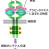 「プラセンタエキス」活性メカニズムの解明につながる成分を発見