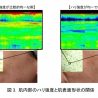 資生堂、肌内部のハリ強度を可視化する技術を開発