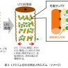 資生堂、髪の断面形状を補正する2つの技術開発に成功