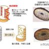 日華化学、アレルギーリスク低減できるヘアカラー染料を開発