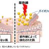 資生堂、肌の酸化ダメージのサンスクリーンでの防止効果を可視化