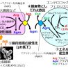 協同乳業、機能性物質ポリアミンの産生機序などを解明