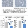 ポーラ、真皮の線維芽細胞の増殖に「アクアポリン」が関係