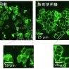 花王、微細化した炭酸で肌がなめらかになるメカニズムを発見