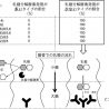 日本人にビフィズス菌が多いのは乳糖分解酵素の遺伝子型が関与