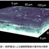 資生堂、角層細胞間脂質の新評価法を確立　―　洗い流しても肌に留まる独自成分が角層のバリア機能を良好に保つことを確認　―