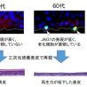 皮膚の老化の一因はあるタンパク質が関係　メナードと藤田医科大学が研究成果を発表